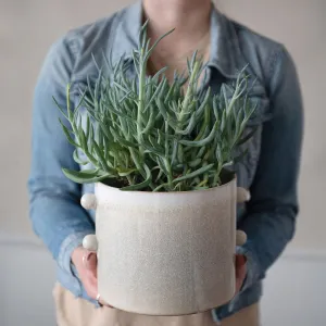 Cream Stoneware Planter